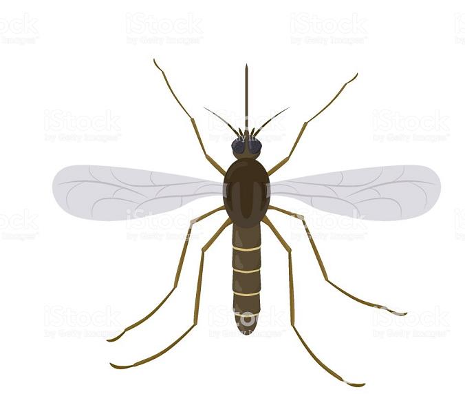 Efectuam plase tantari pe balama, 24 de ore, transport gratuit !