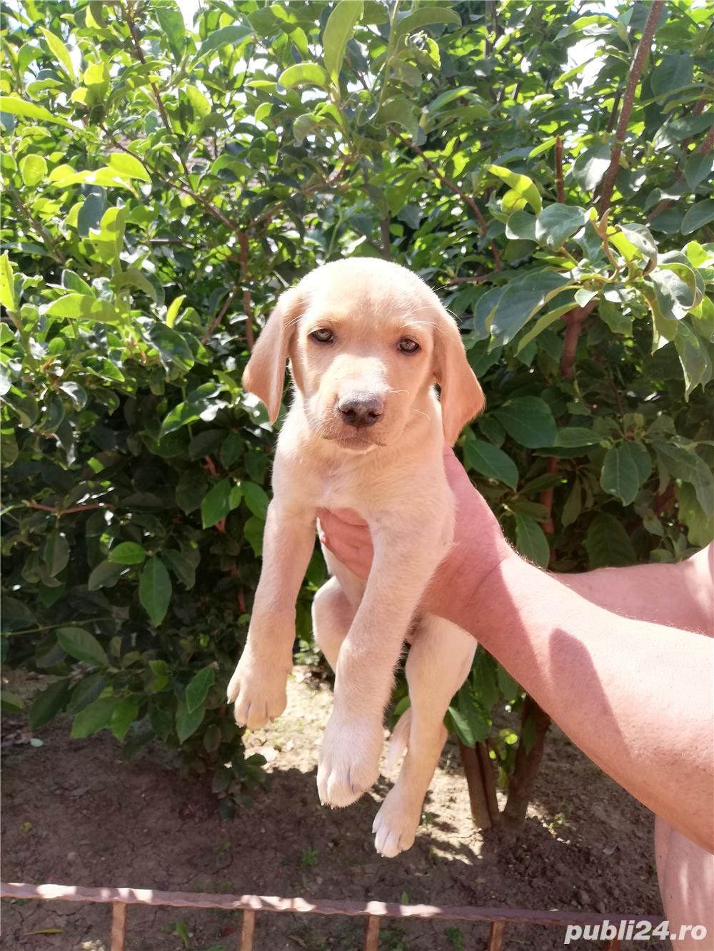 Pui labrador retriever retriver