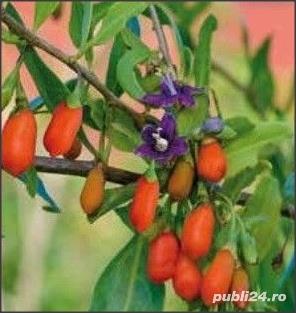 20 Seminte de Goji Berry=20lei   1 planta 1.5m = 50lei