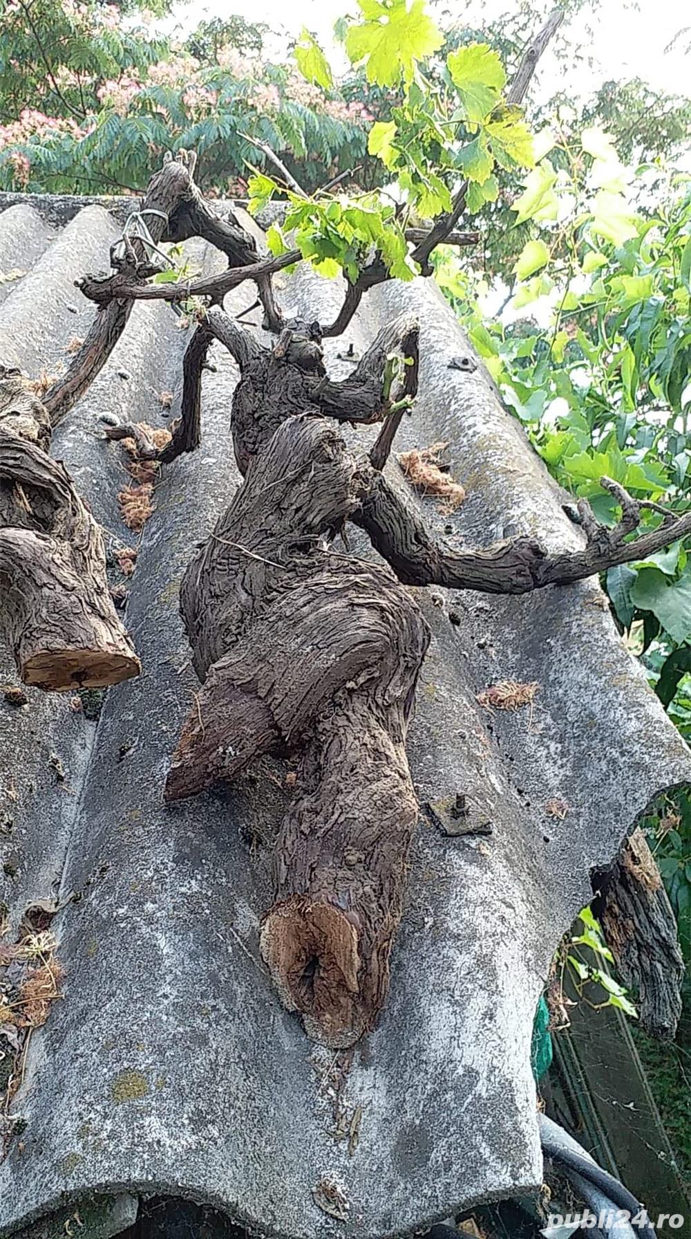 Cioate de vita de vie Cioate de vita de vie