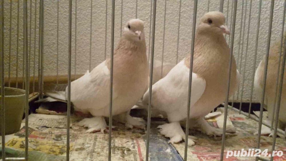 Porumbei Takla mermeri !