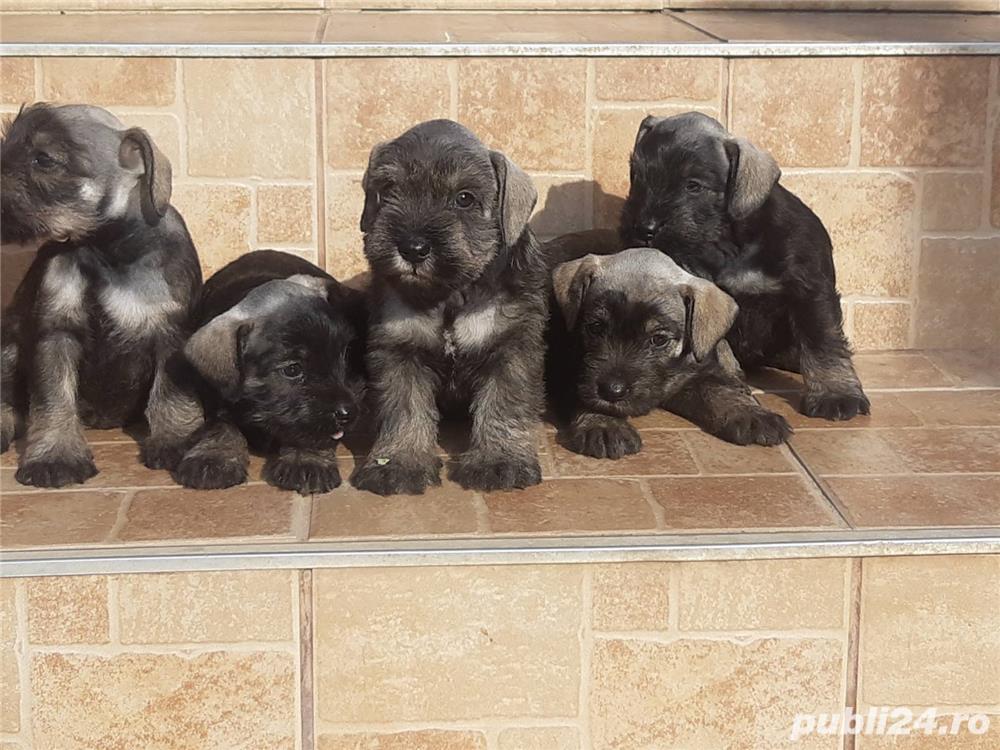 Vand pui schnauzer  Vand pui schnauzer