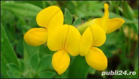 Ghizdei sau lotus corniculatus seminte certificate