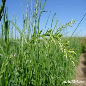 Raigras anual sau lolium anual, seminte certificate