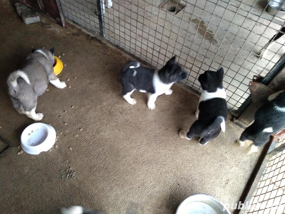 Vand akita american!