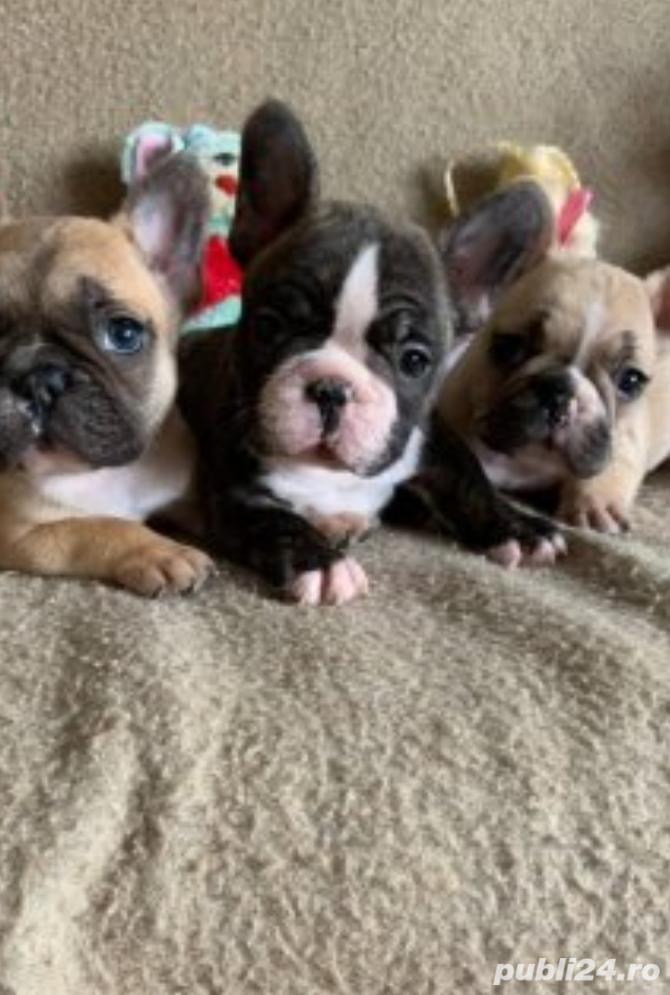 Pui de bulldog(buldog) francez femele&masculi!! Pui de bulldog(buldog) francez femele&masculi!!