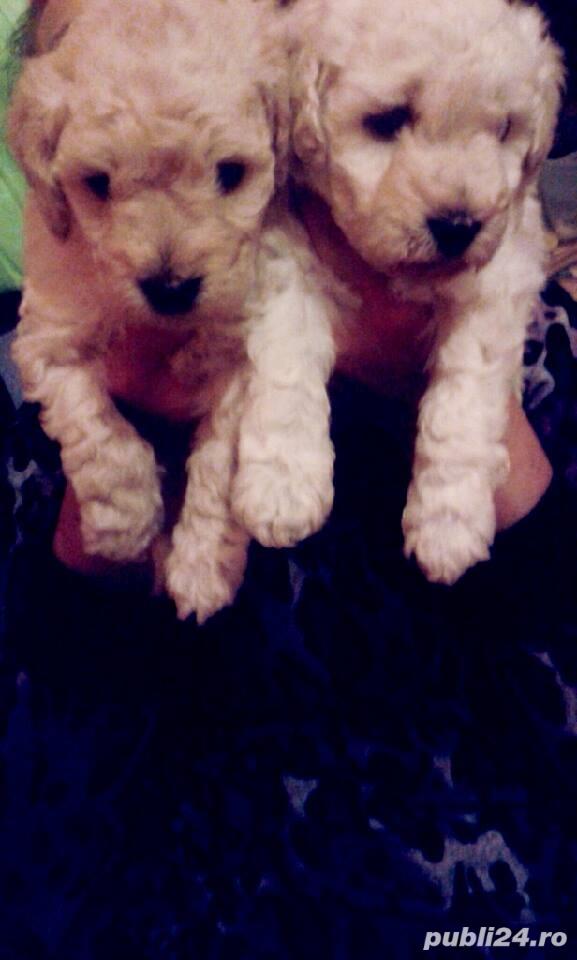 Pui caniche pudel canis Pui caniche pudel canis