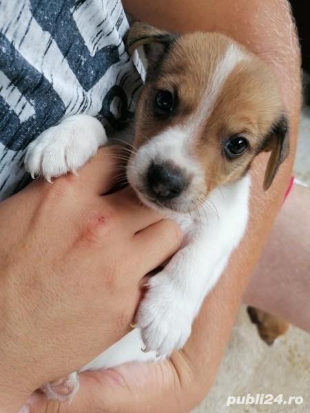 Vand jack russell russel Vand jack russell russel