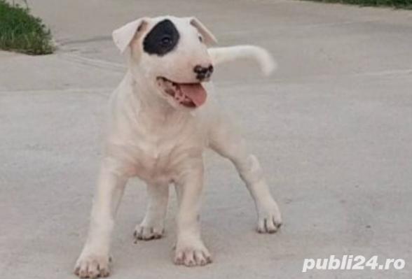 Vand pui bullterrier bull terrier  Vand pui bullterrier bull terrier