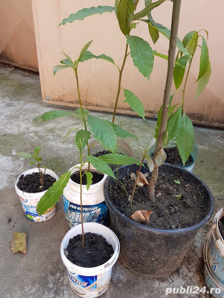Avocado pomișori plante in ghivece
