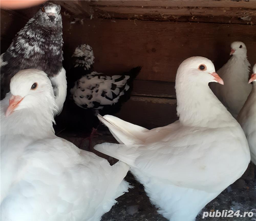 Porumbei king de vânzare sau schimb cu capre 