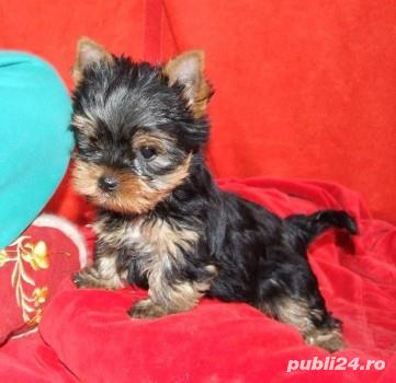 Yorkshire Terrier - talie Mini Toy autentică 