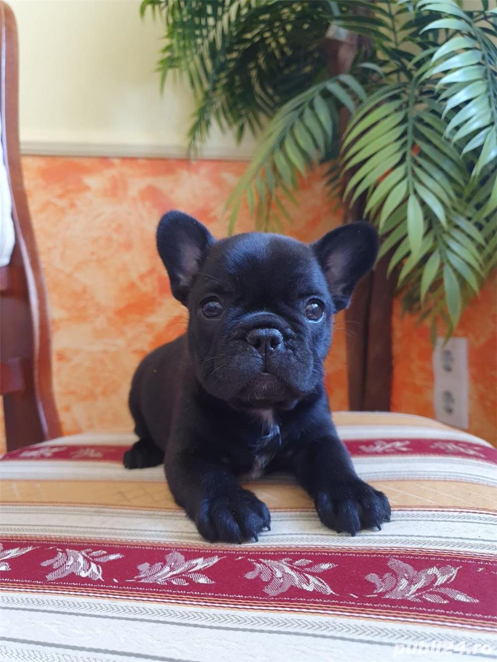 Pui de bulldog buldog francez