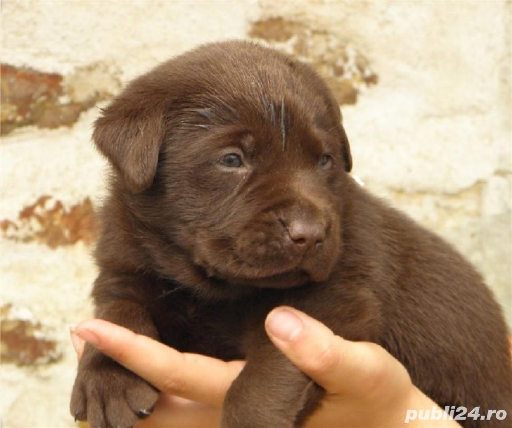 Vand labrador retriever/retriver pe ciocolatiu!!