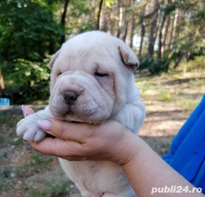 Vand pui de shar-pei Vand pui de shar-pei