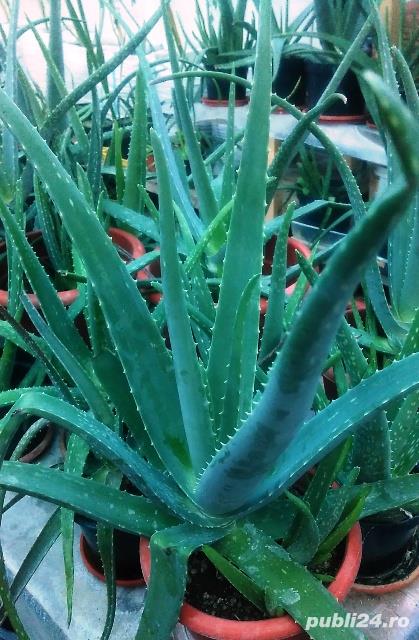 Vand plante aloe vera