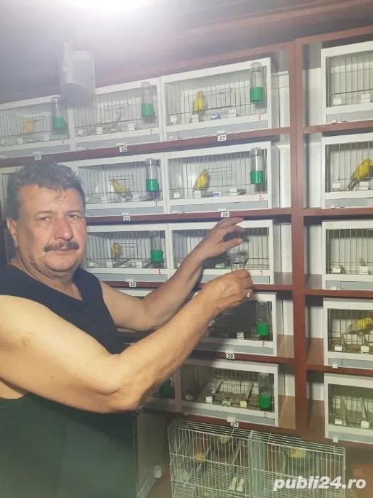 Canari de cantec Canari de cantec