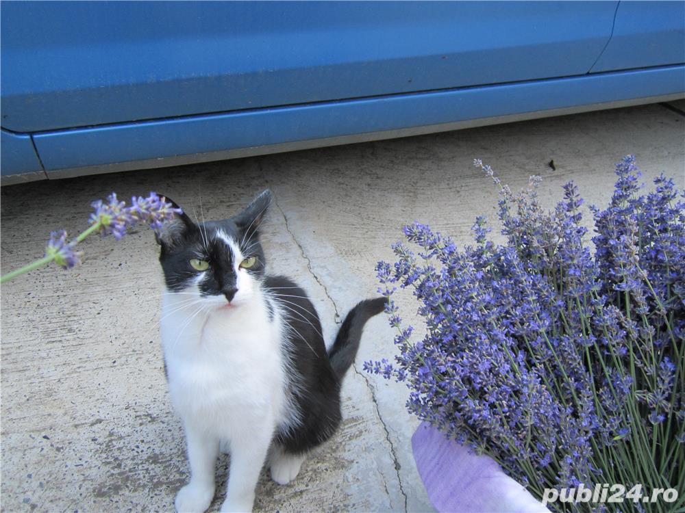 Tufe de lavanda