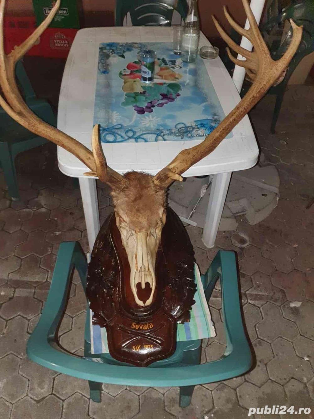 Vand Trofeu Cerb din anul 1935 cel mai mare! 