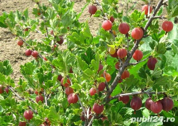 Butasi Agrise Hinnonmaki Rosu Si Alte Soiuri In Comentariu