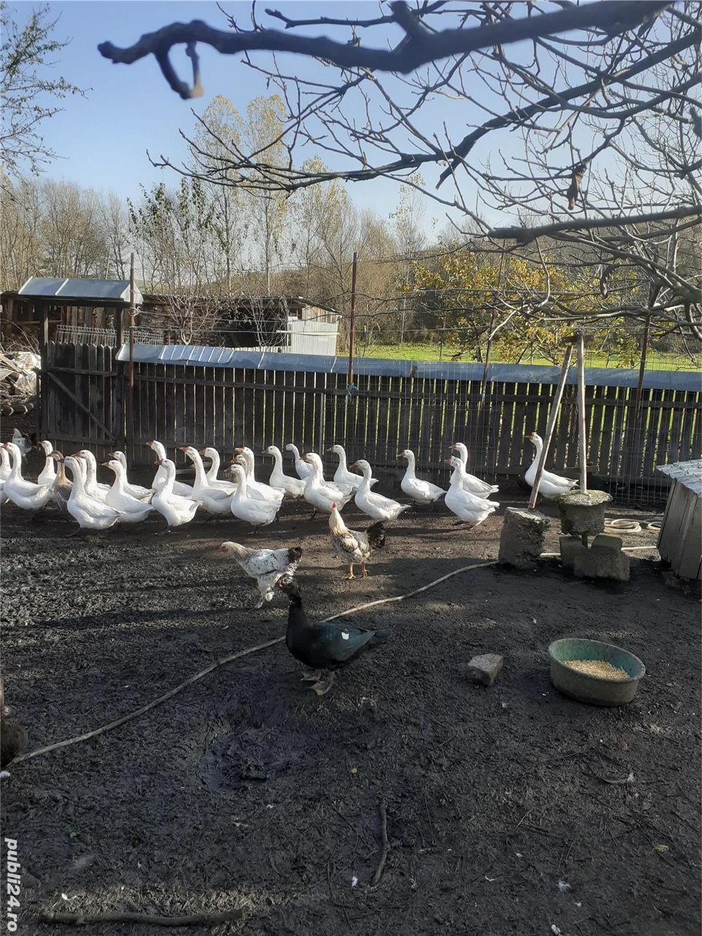 Vand gaste albe ,rațe mute curci negre,curcani negri.