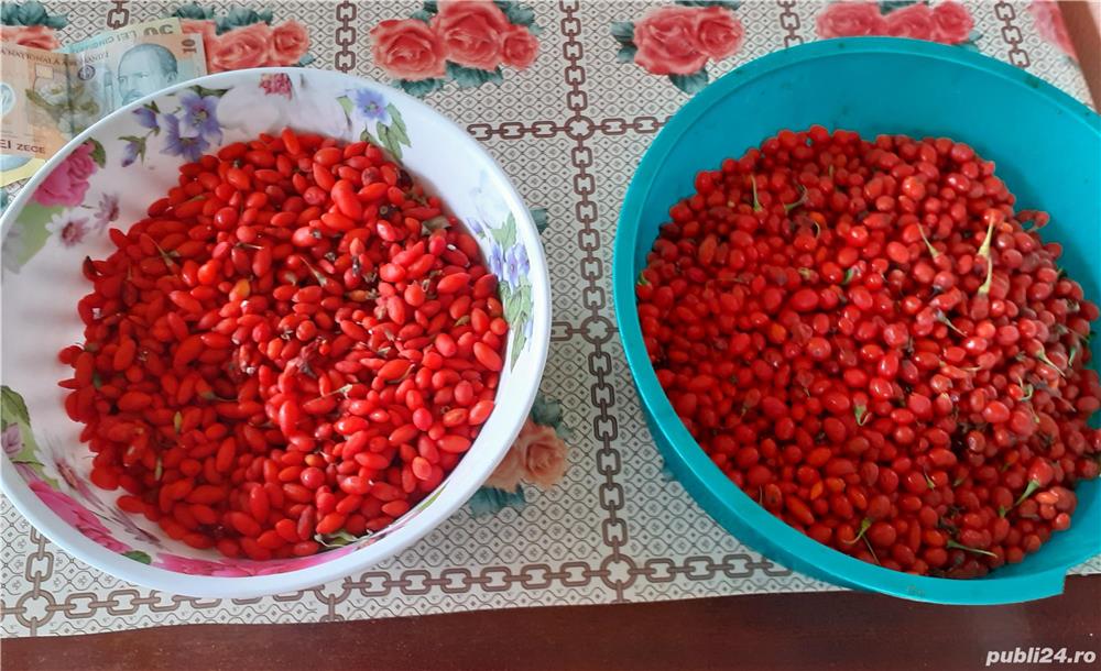 Goji de vânzare, pre  avantajos