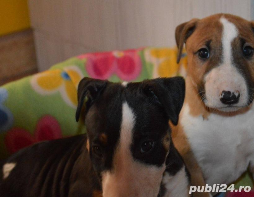 Pui bullterrier bull terrier  Pui bullterrier bull terrier