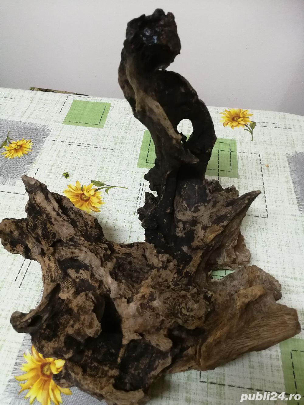 cioată pentru acvariu cioată pentru acvariu