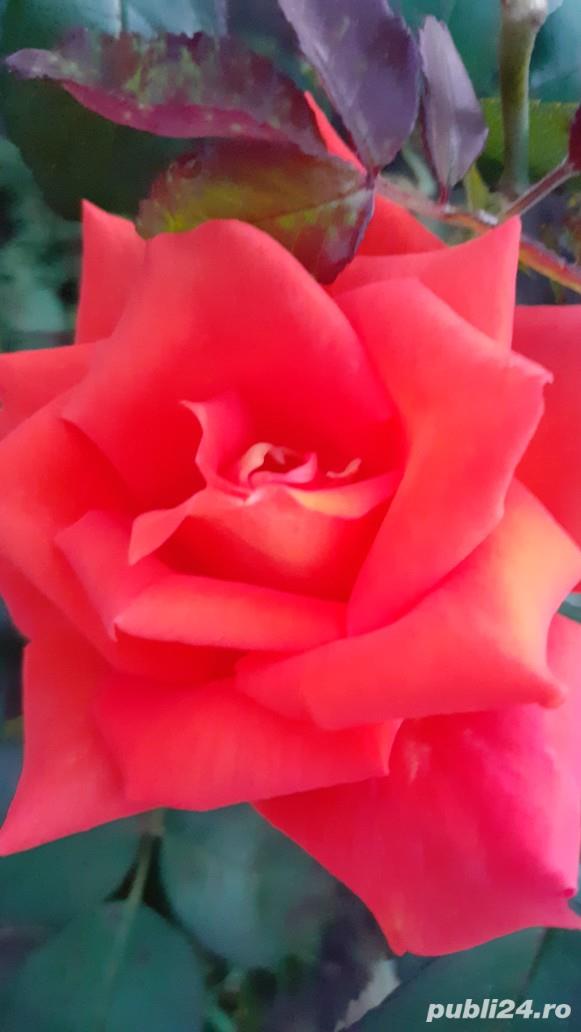 Meditatii - Romana, Franceza