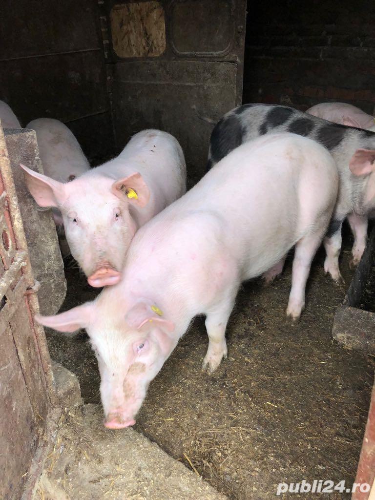 Vand porci de carne si intarcati.