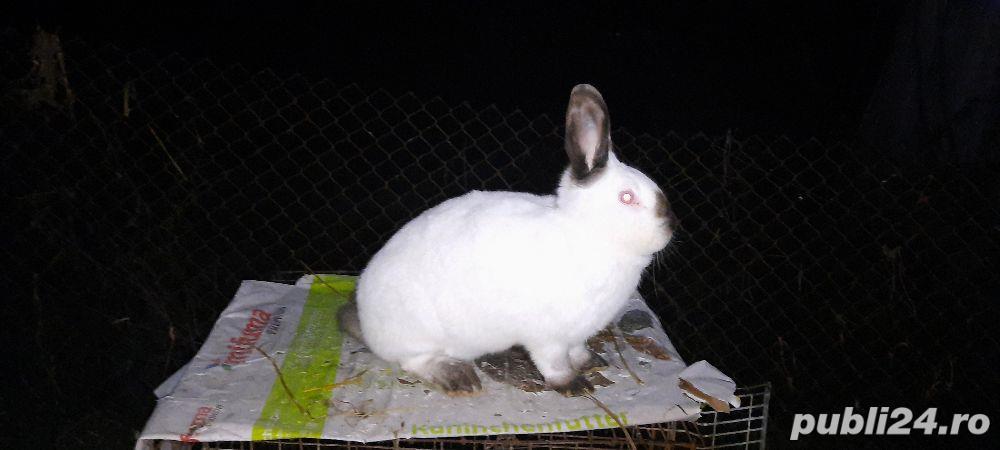 Californian tineret Californian tineret