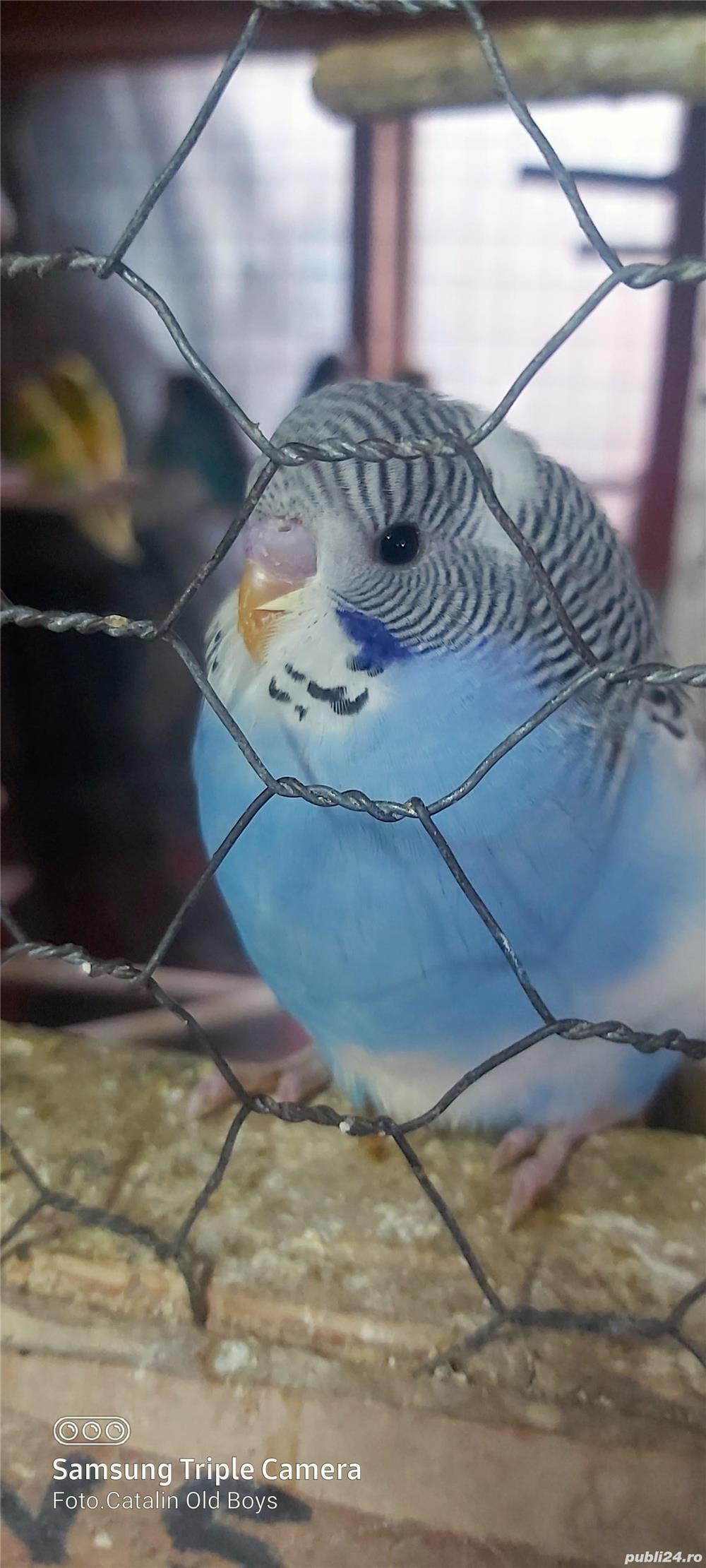 Vand pui perusi  toate culorile ,en gross sau detail. Vand pui perusi  toate culorile ,en gross sau detail.