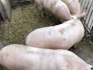 Porci rasă de carne Porci rasă de carne