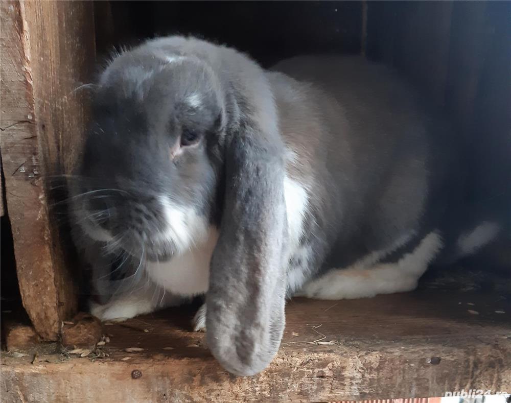 Vand berbec german femele Vand berbec german femele