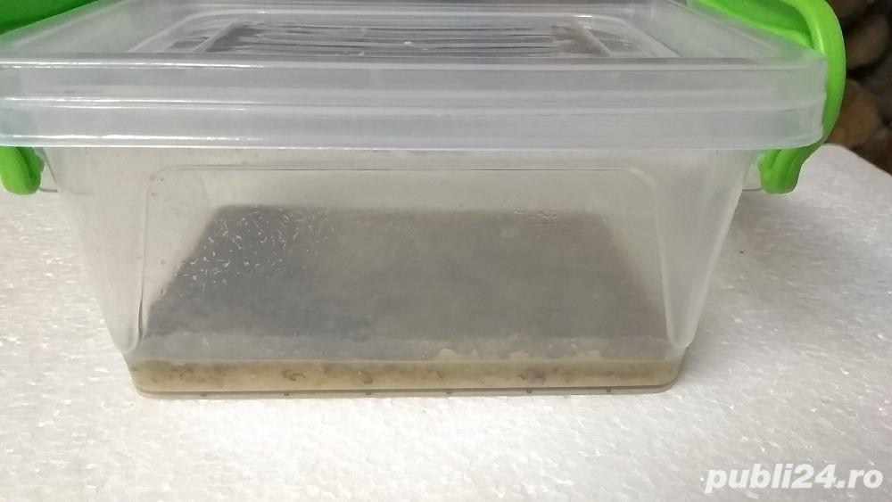 Cultura Banana Worms,Grindal pești acvariu Cultura Banana Worms,Grindal pești acvariu