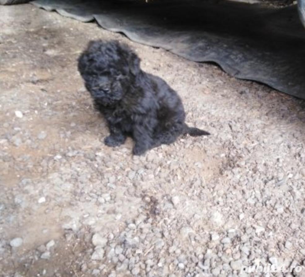 Pui puli puleu ciobanesc unguresc 