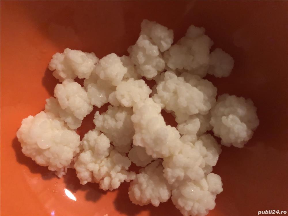 Vand ciuperca KEFIR