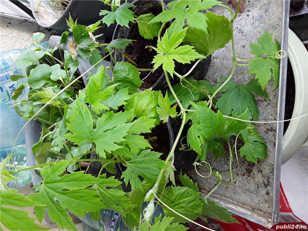 Castravete amar Mamordica 