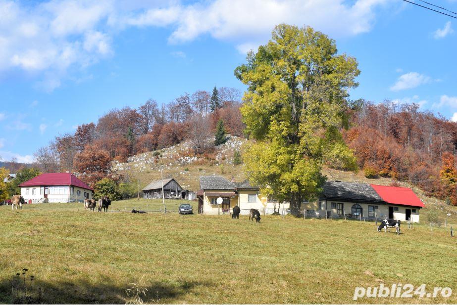 Teren pădure 1500 ha Maramureș 