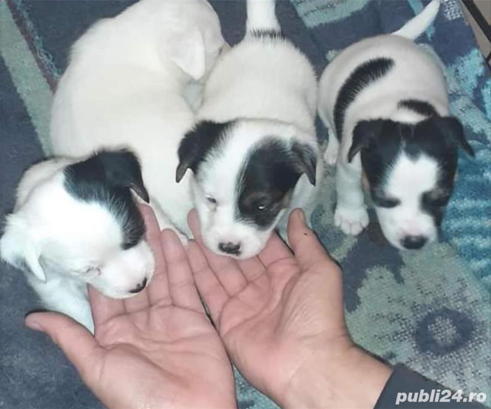 Vand jack russell russel terrier Vand jack russell russel terrier