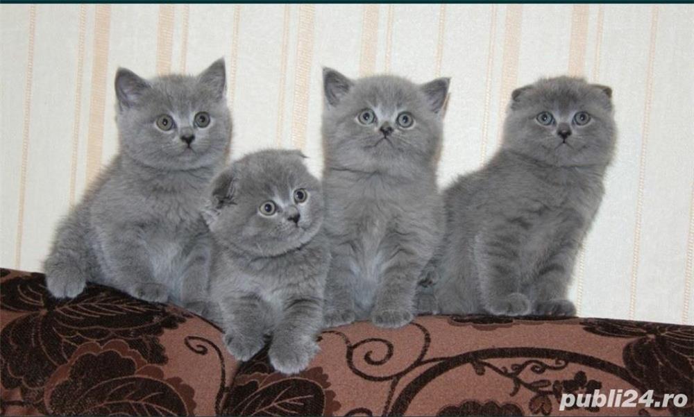 British shorthair blue 