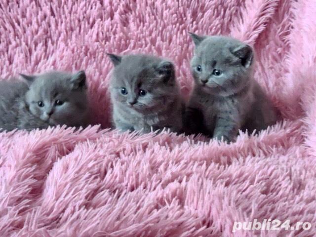 British shorthair blue disponibili imediat rasă pură de expoziție  British shorthair blue disponibili imediat rasă pură de expoziție