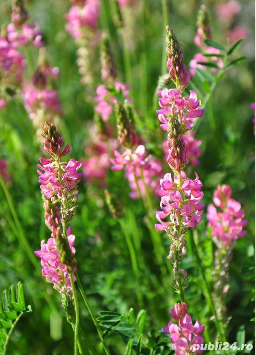 Sparceta  seminte certificate C1