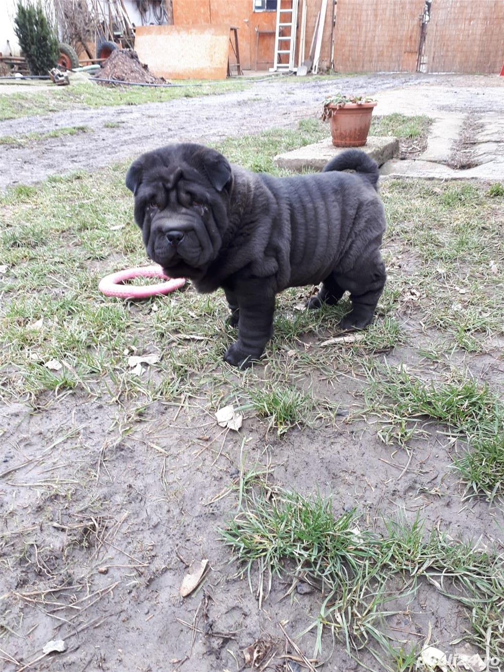 Vand pui de Shar-pei sharpei shar pei negru Vand pui de Shar-pei sharpei shar pei negru