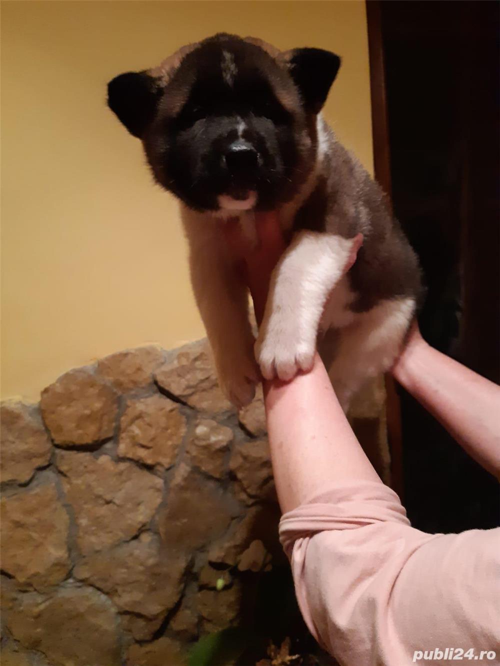 Vand akita american  Vand akita american