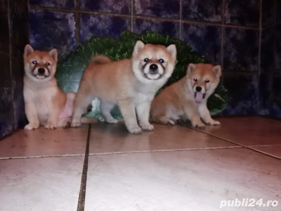 Vand shiba inu 