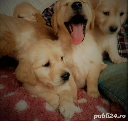 Vand pui golden retriver retriever 