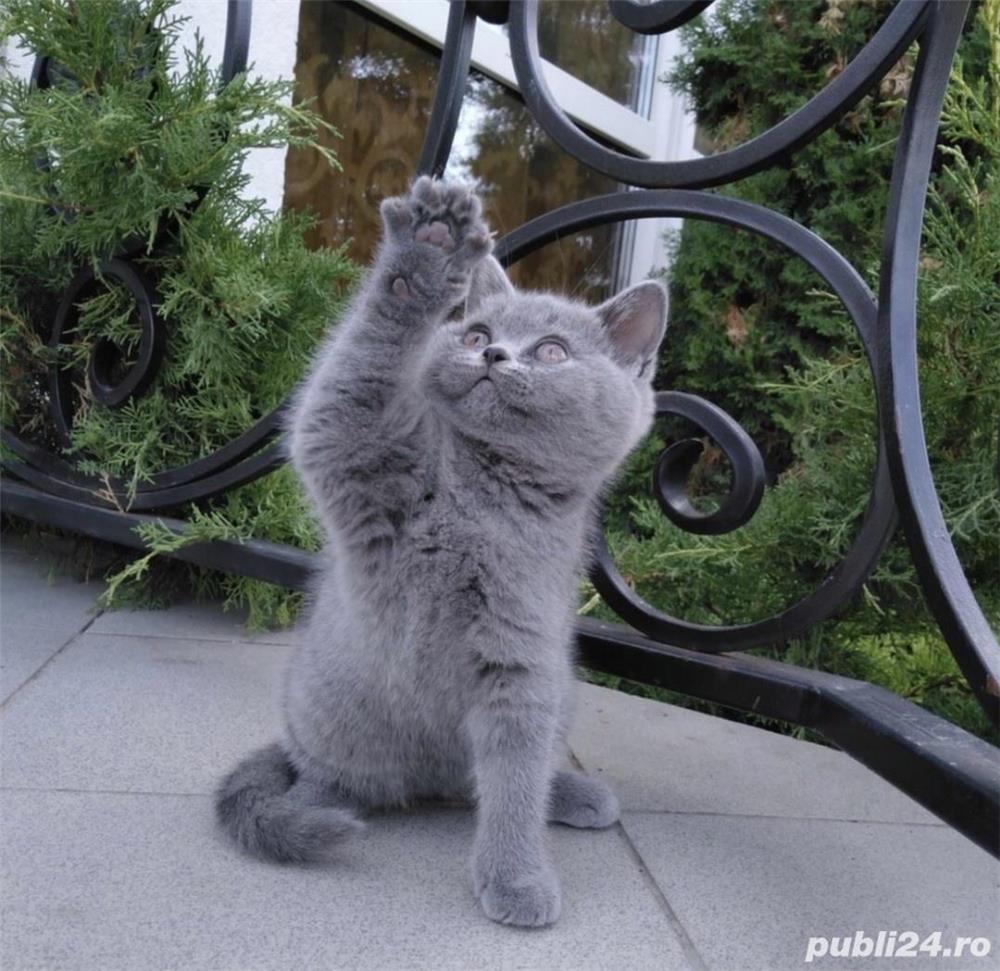 British shorthair blue rasă pură disponibili imediat 