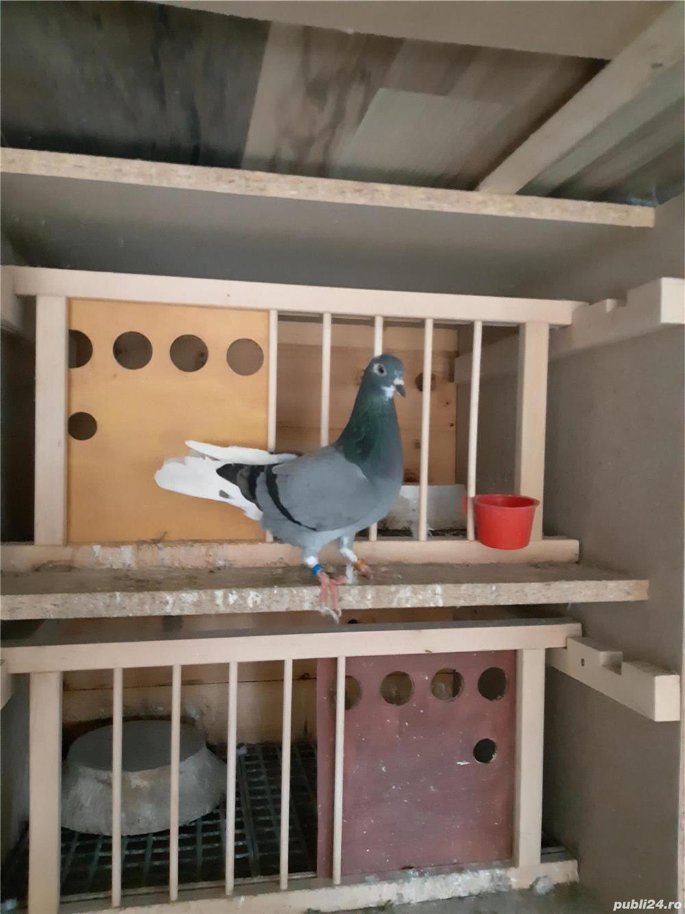 Vand porumbei tippler englez Vand porumbei tippler englez