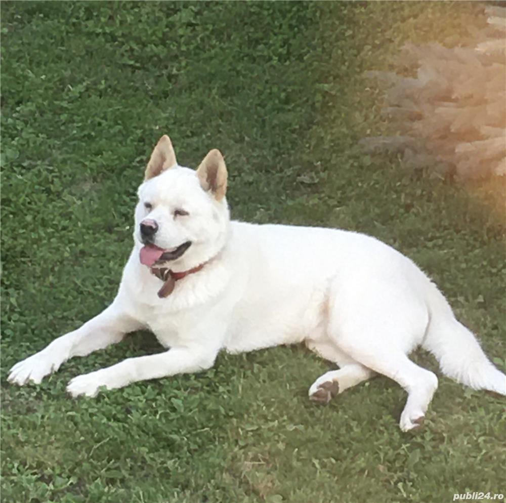 Akita amerikan Akita amerikan